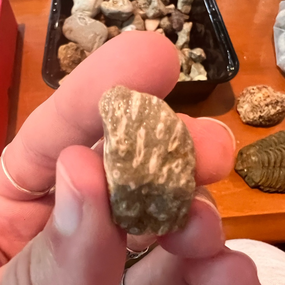 Fossilized Coral Stone